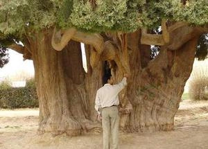 کهن سال ترین درخت جهان