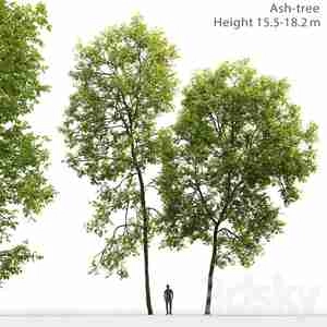 آبجکت درخت Ash Tree 2 15 518 2m