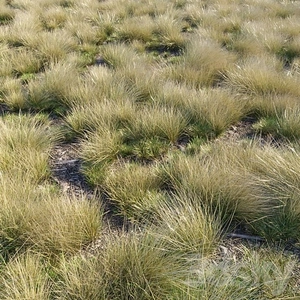چمن اسكداله
