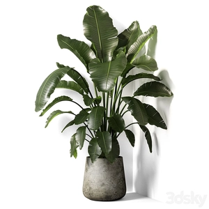 گلدان برگ پهن  strelitzia 02