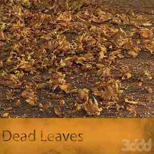 برگ های زرد  گیاهان در فضای باز Dead Leaves plants outdoor leaves