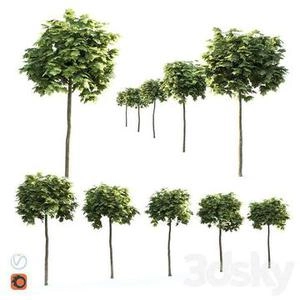 ابجکت 3d درخچه های