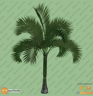 مجموعه ای از انواع درخت نخل برای اسکچاپ