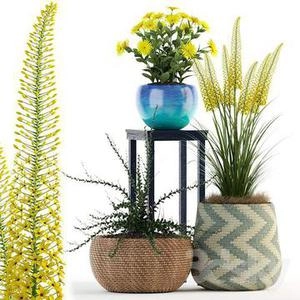 گیاهان دکوری روی چهار پایه