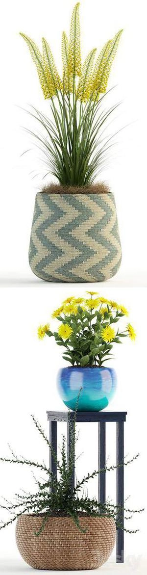 گیاهان دکوری روی چهار پایه