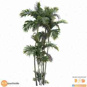 آبجکت گیاه نخل آریوندا برای اسکچاپ