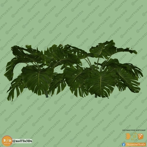 گیاه هیولای سوییسی برگ انجیری Deliciosa برای اسکچاپ