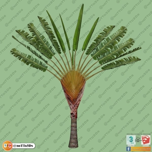 مجموعه ای از گل و گیاه و گلدان استوایی و گرمسیری برای اسکچاپ