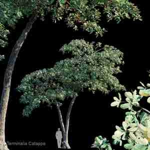 Terminalia Catappa مدلینگ درخت