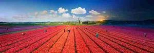 The Netherlands, Tulip Fields شب و روز