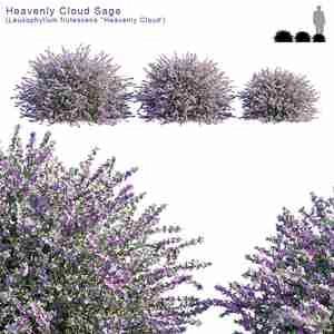 درخت کوچک با گلهای بنفش Heavenly Cloud Sage | Leucophyllum Frutescens