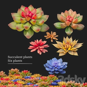 گل ساکولنت Succulent plant ( گیاهان گوشتی)