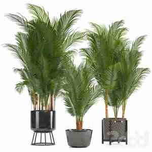 گلدون سیاه با برگ ریز Howea forsteriana, palm tree, basket