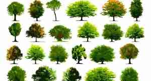 وکتور درخت سبز گرافیکی Collection of realistic tree