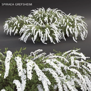 بوته با گل سفید سبز Spirea Grefsheim