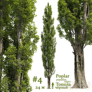 آبجکت درخت صنوبر Populus شماره 4