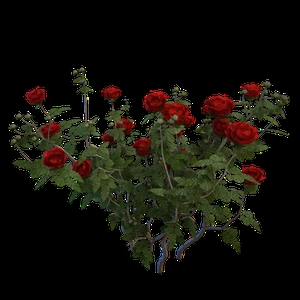 دسته گل روز قرمز
