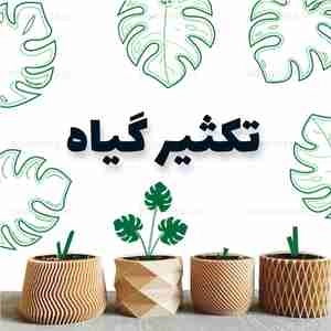 قالب پست برگ انجیری2