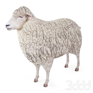 گوسفند 3