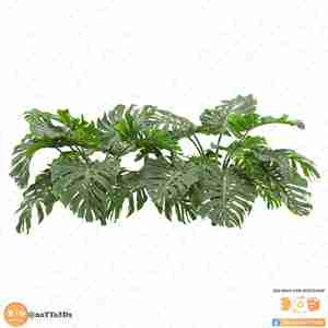 گیاه هیولای سوییسی برگ انجیری Deliciosa برای اسکچاپ