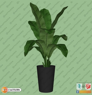 مجموعه ای از گل و گیاه و گلدان استوایی و گرمسیری برای اسکچاپ