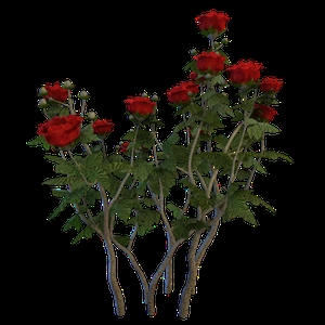 دسته گل روز قرمز
