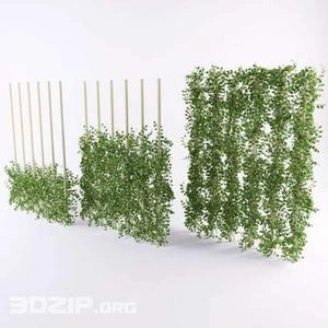 گیاهای رونده پیچک دور ستون