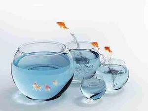 عکس گربه و تنگ ماهی