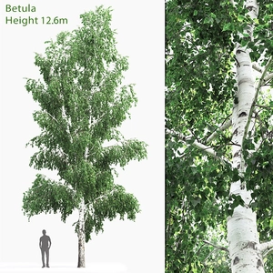 درخت بزرگ Betula  (12.6 متر)