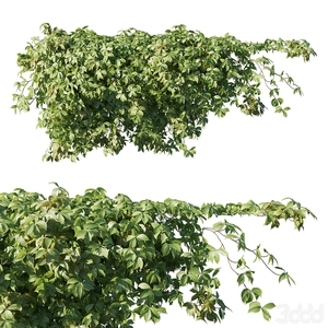 بوته آویزان از دیوار خزنده ویرجینیا