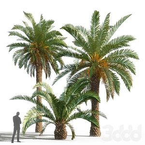 درخت نخل canariensis
