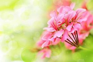 Seamless Flowers background