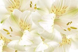 Seamless Flowers background