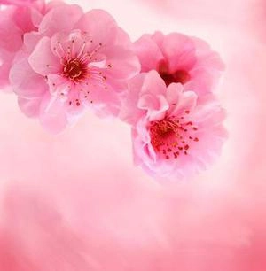 Seamless Flowers background