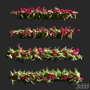 بوته های قرمز