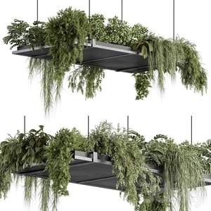 Indoor Plant 443 Hanging Plants