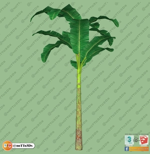 مجموعه ای از گل و گیاه و گلدان استوایی و گرمسیری برای اسکچاپ