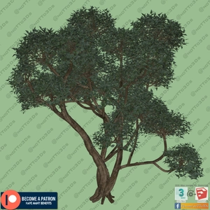 درخت کهنسال با تاج پربرگ برای اسکچاپ