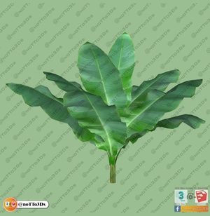 مجموعه ای از گل و گیاه و گلدان استوایی و گرمسیری برای اسکچاپ