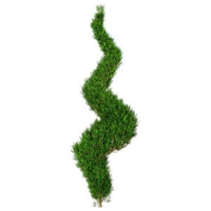 گیاه تزئینی برای محوطه سازی