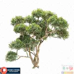 درخت کهنسال با تاج پربرگ برای اسکچاپ