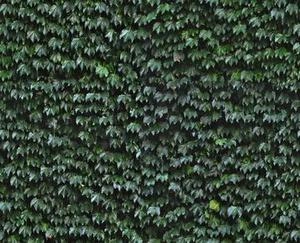 Ivy Wall High Line خزه دیواری