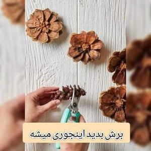 ایده با میوه درخت کاج