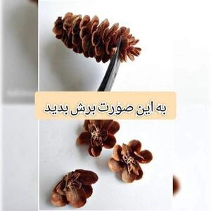 ایده با میوه درخت کاج