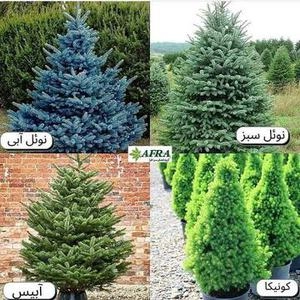 اسم چند نوع درخت