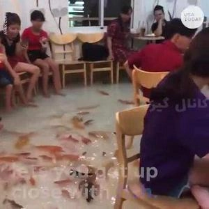 کافی شاپی که در کف آن حوض باماهی های زنده قرار دارند