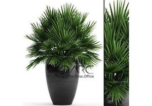 نخل مرداب ابجکت 3D