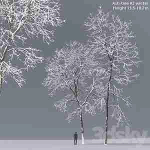 درخت برفی Ash winter