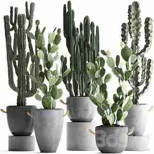 گلدان مشکی باگیاهی کاکتوس  Plant Collection cactus