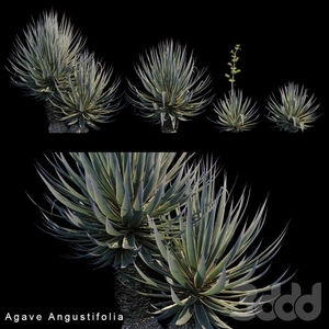 بوته Agave